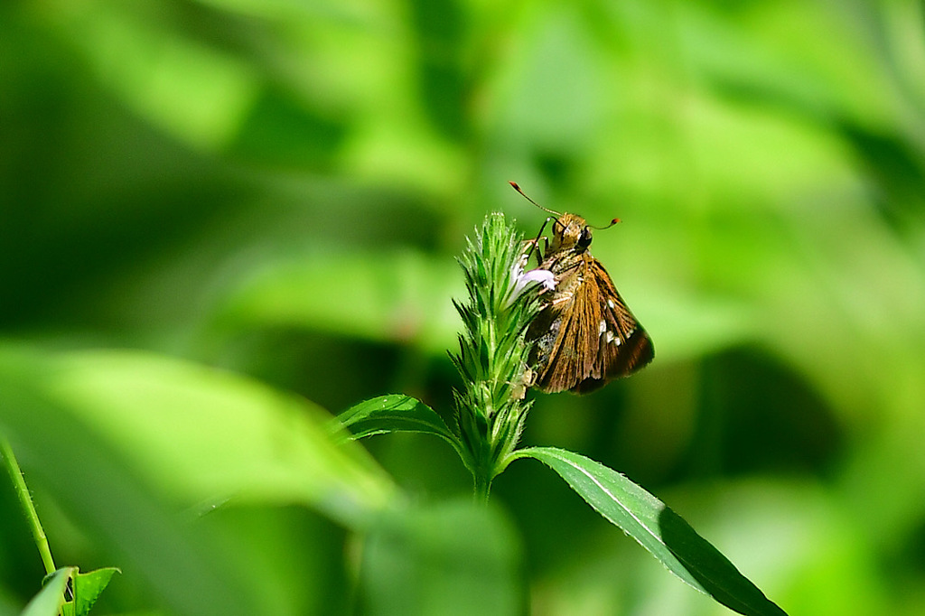 いつもと違う夏②