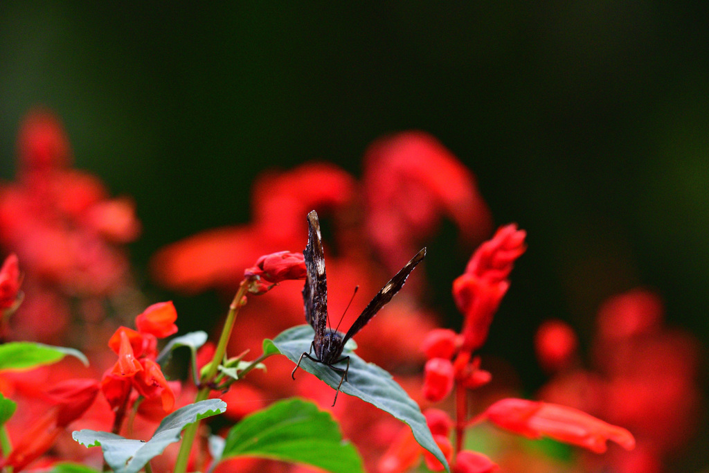ルリタテハ見っけ！