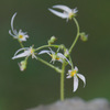 花64