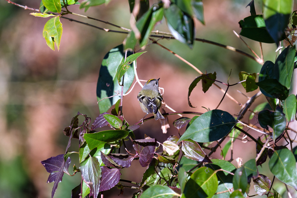 かわいいポーズ