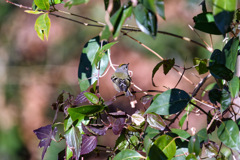 かわいいポーズ