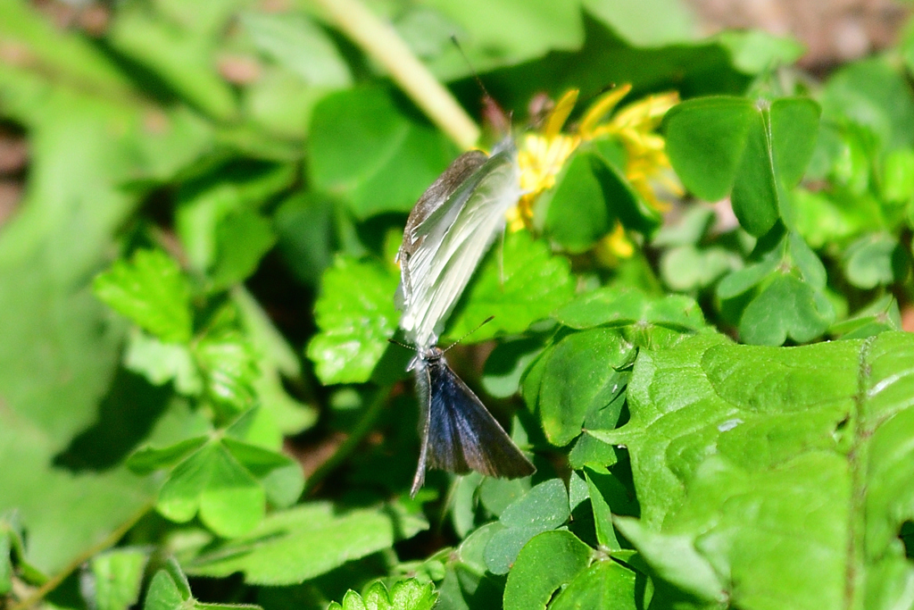 後ろからの奇襲？それとも②