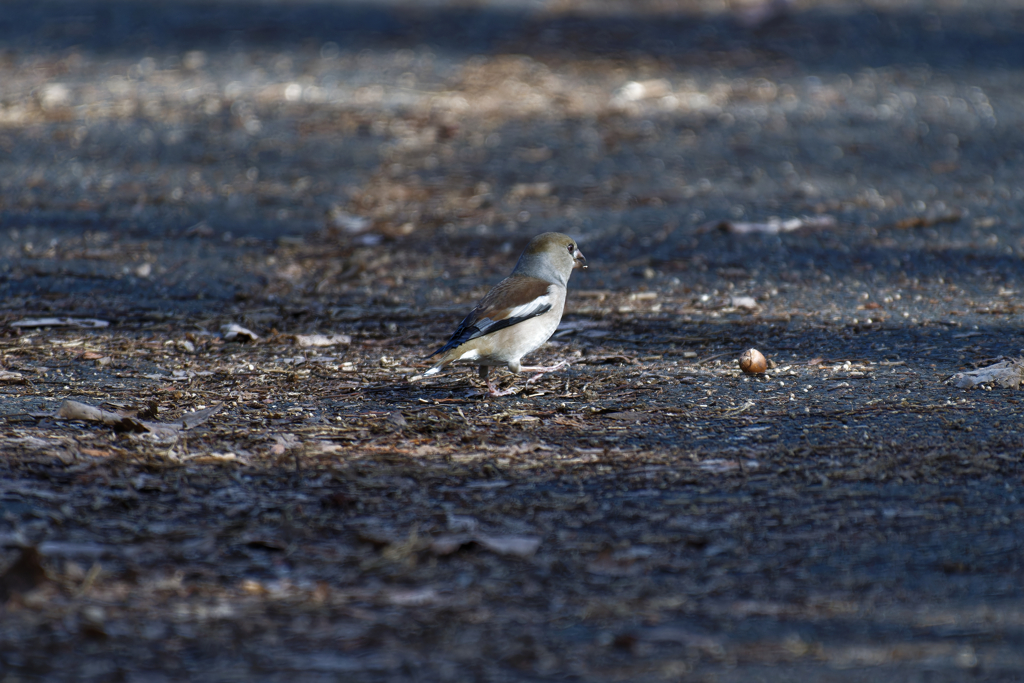 ドングリをガン見するシメ