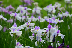 久しぶりにこの花
