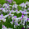 久しぶりにこの花