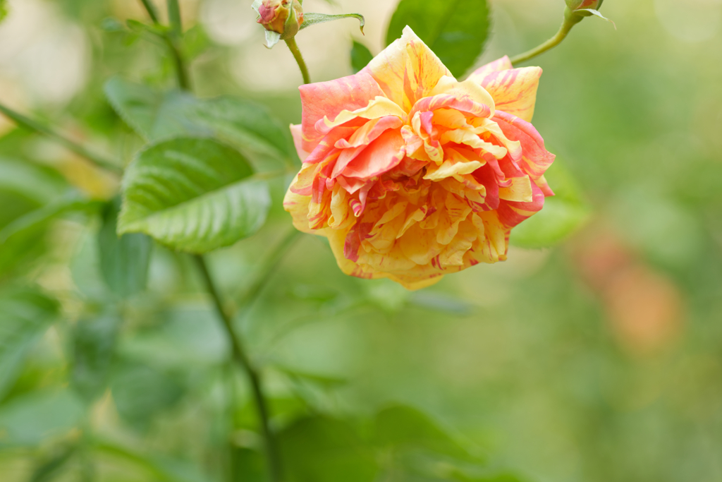 薔薇5