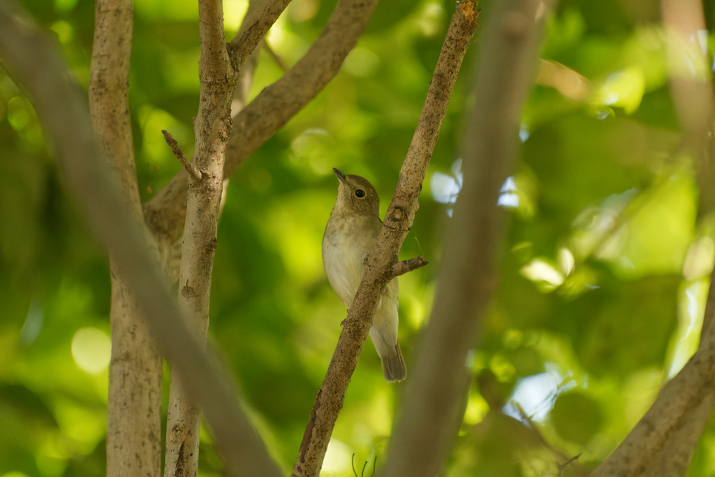 キビタキが公園に立ち寄ってくれました
