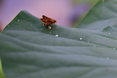 パンと水さえあれば