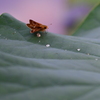 パンと水さえあれば