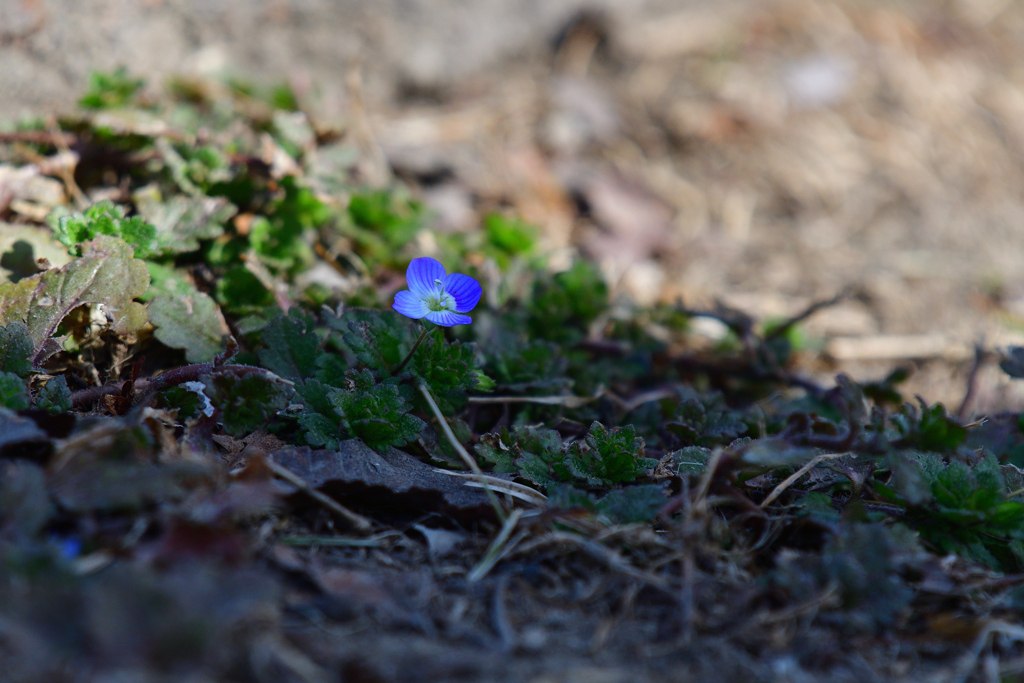 踏んでしまいそうなくらい