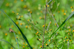 急に飛ばないで
