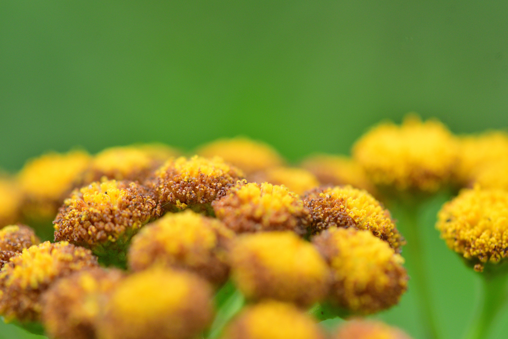 焼き菓子焼けたかな？