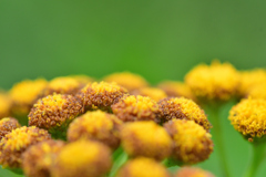 焼き菓子焼けたかな？