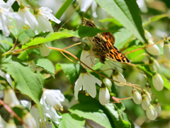 サカハチチョウの吸蜜
