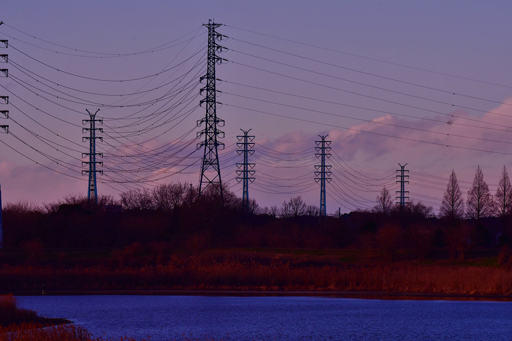 葦原にベニさん、見上げると送電線