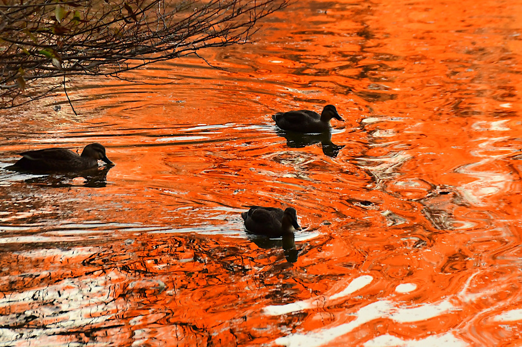 紅葉がキレイでした