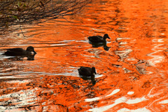 紅葉がキレイでした