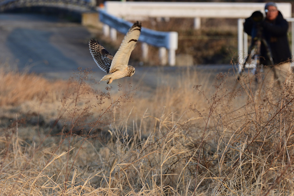 鳥とカメラマン②