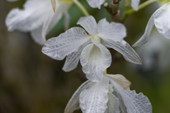 雨の降る日は温室で⑧