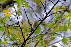 リアルちいかわ2