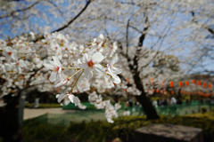 桜（上野公園にて）
