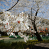 桜（上野公園にて）