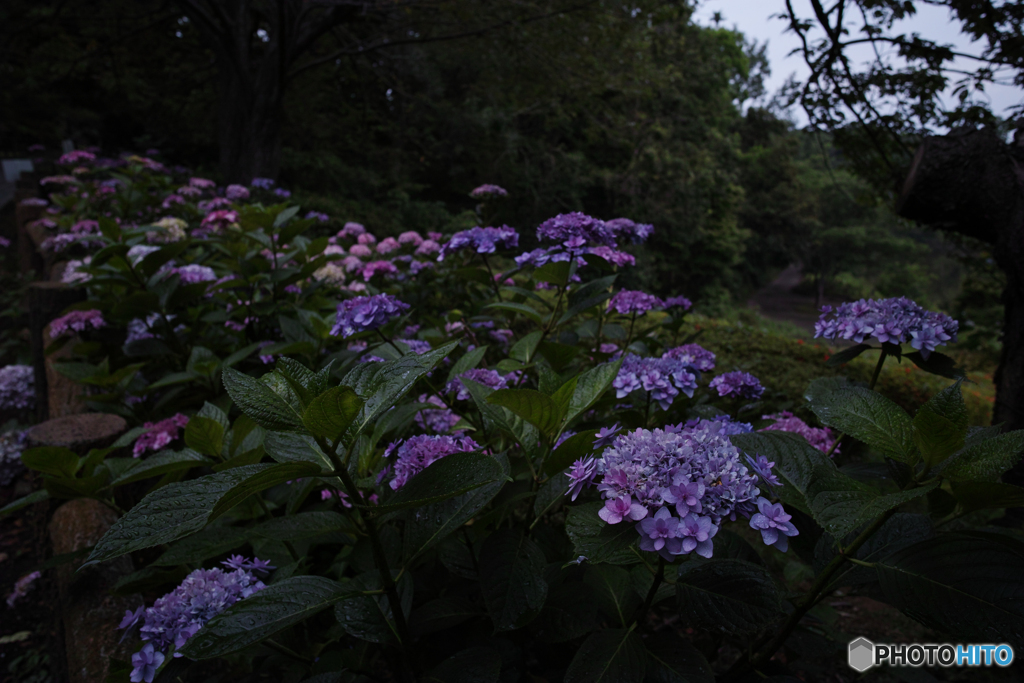 紫陽花