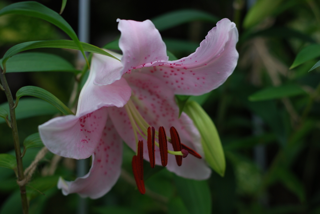 13(Ca+Ya(WR))(WP w/oB wRD wRS)