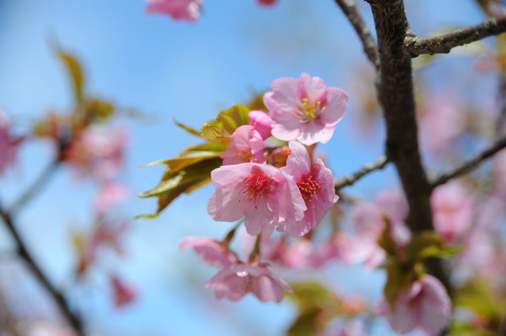 若い山桜