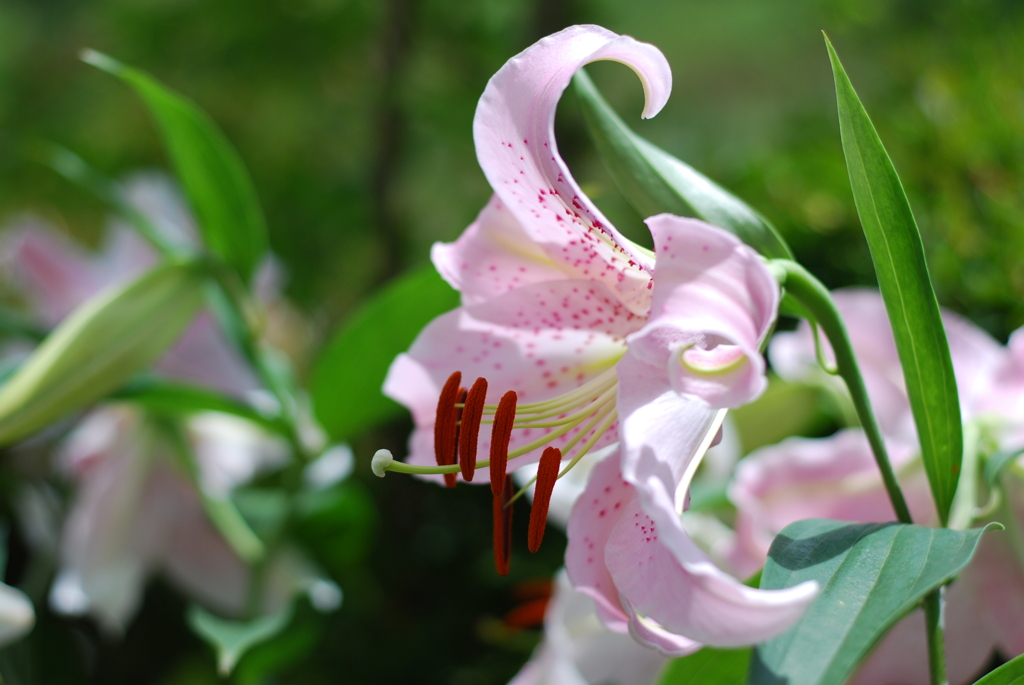 13Ca(WP wSYB wPD wWS)