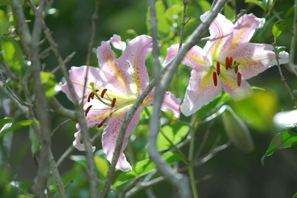 Ya(WP wSYB wPD wWS) II