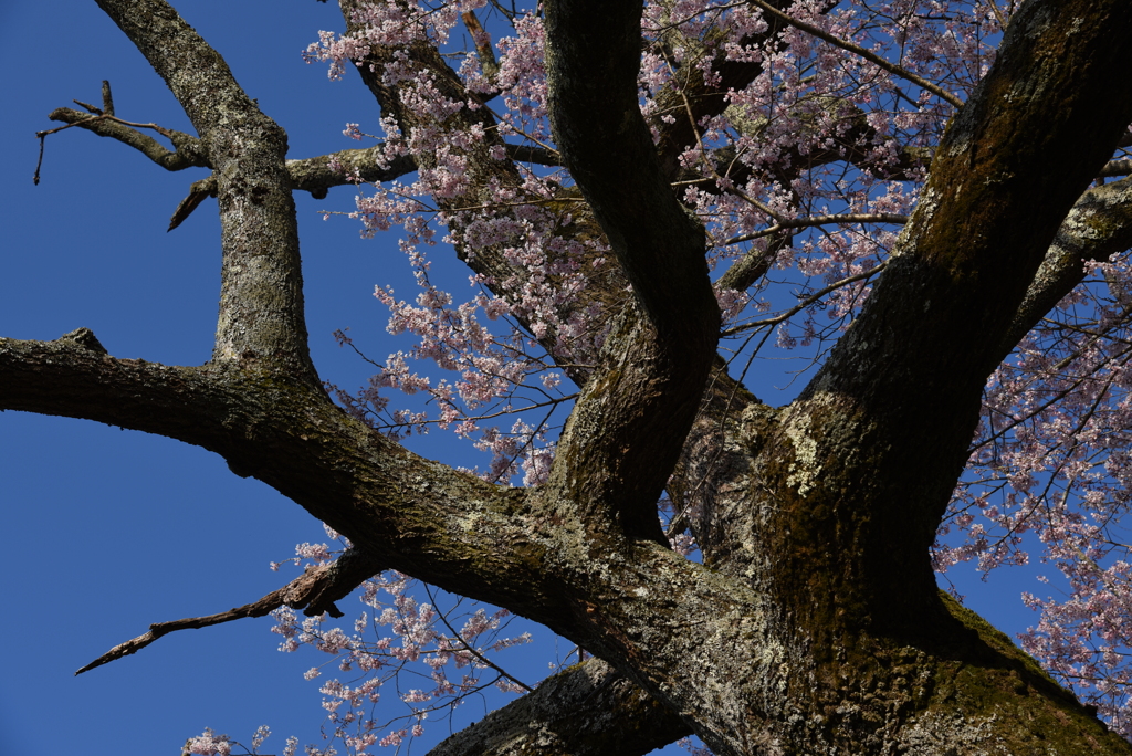 老山桜