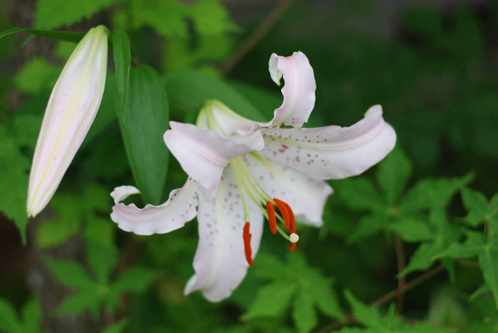 Ya(SWP wSYB wPD wWS)