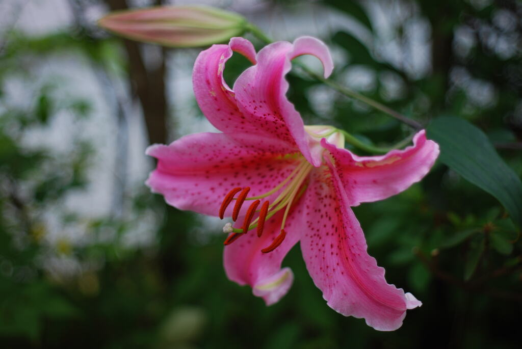 16(Ya(WR)+Ot)(WR wRB wRD wWS)