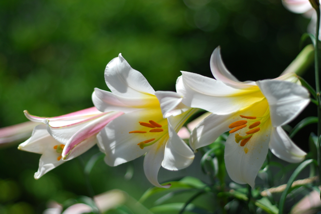 リーガルリリー IV