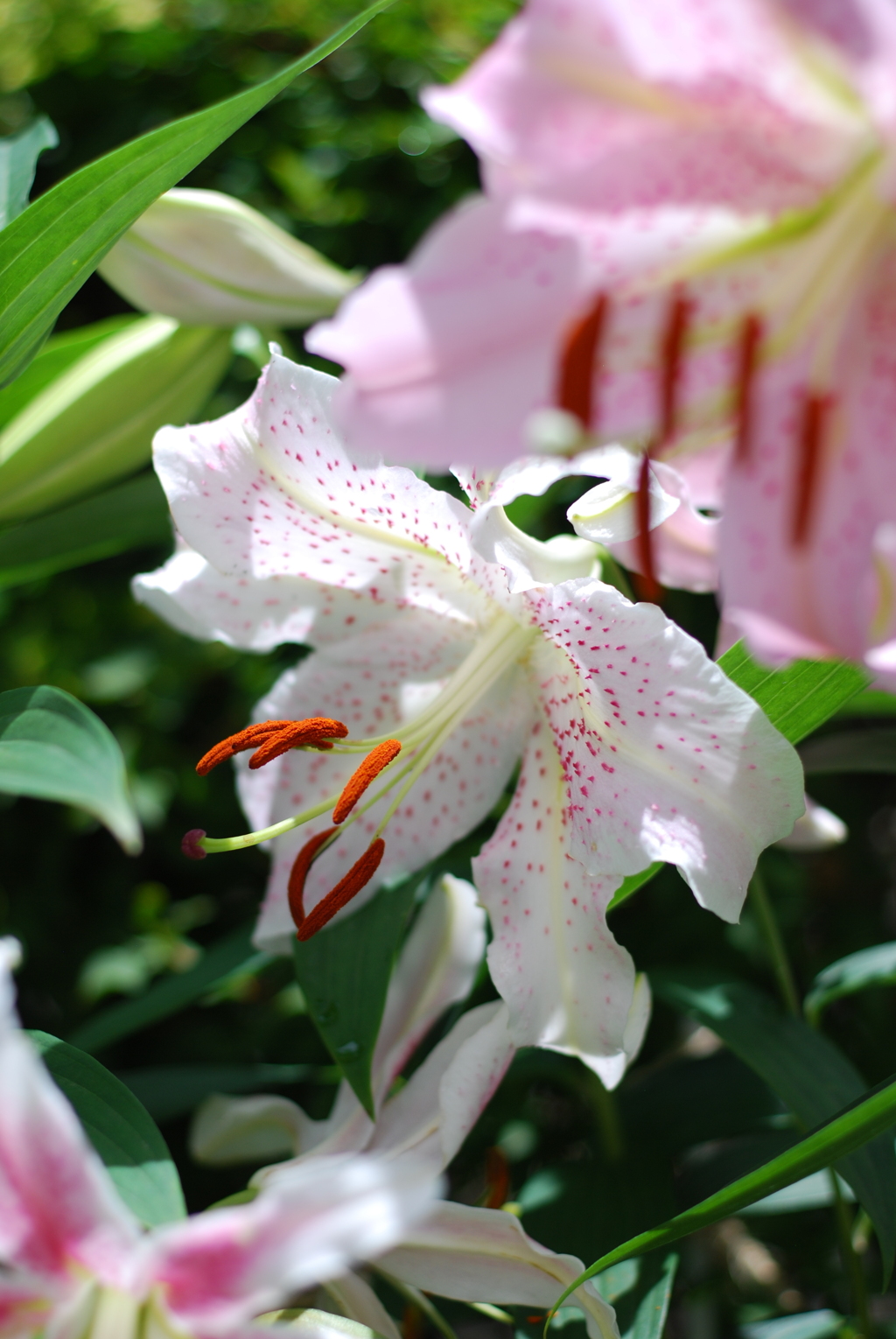 13Ca(WW w/oB wPD wRS)