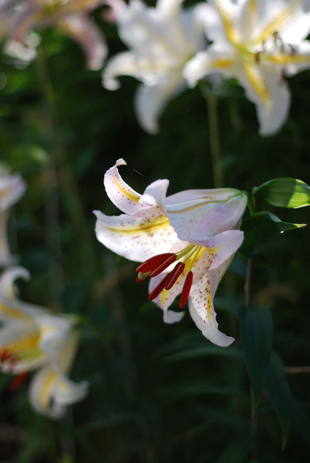 13(PiCa+Ya(WR))(W wYB wRD wBS) II