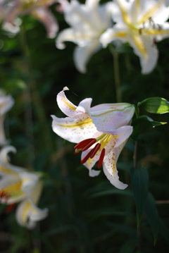 13(PiCa+Ya(WR))(W wYB wRD wBS) II