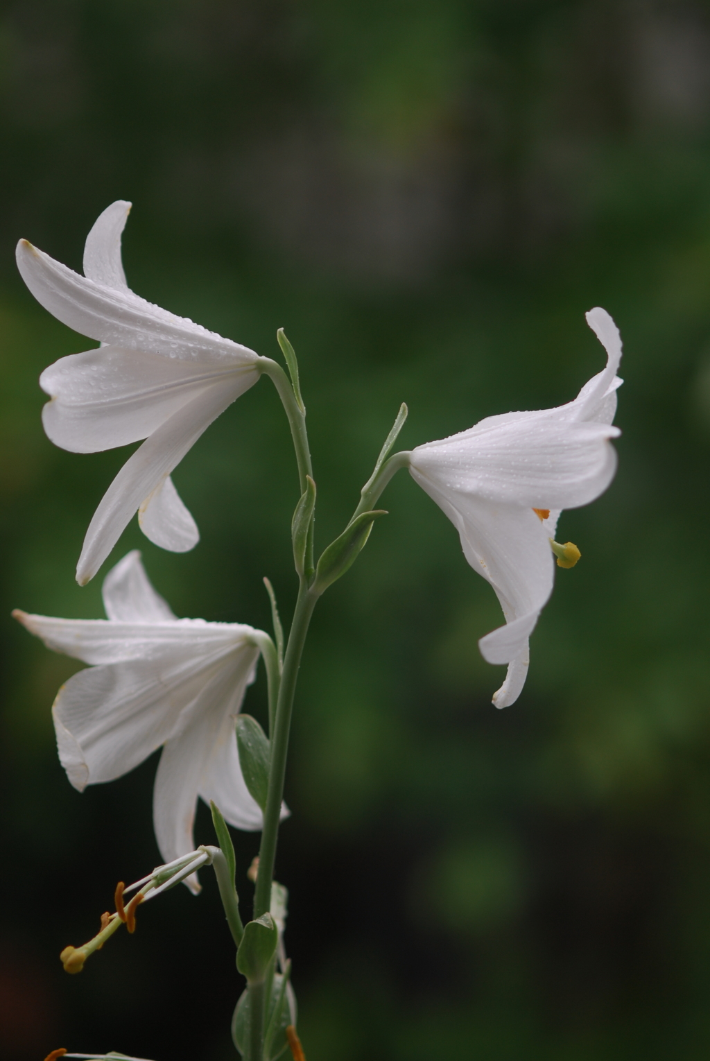 マドンナリリー XVIII