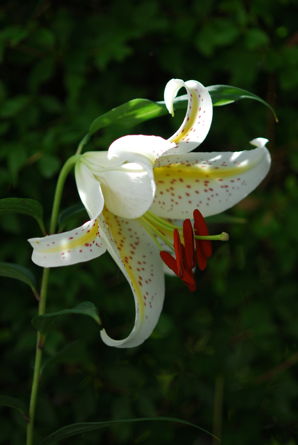 13PiCa(WW wYB wPD wWS)