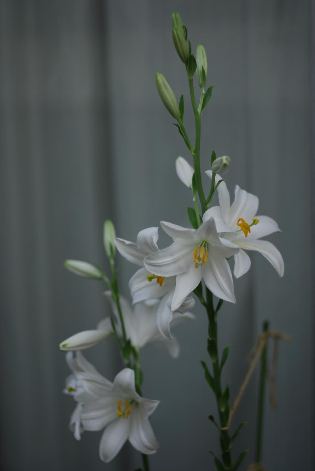 マドンナリリー V