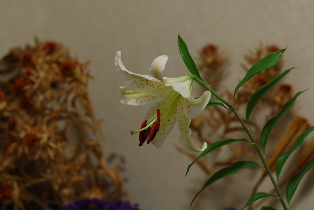 Ya(W w/oB wPD wPS) II