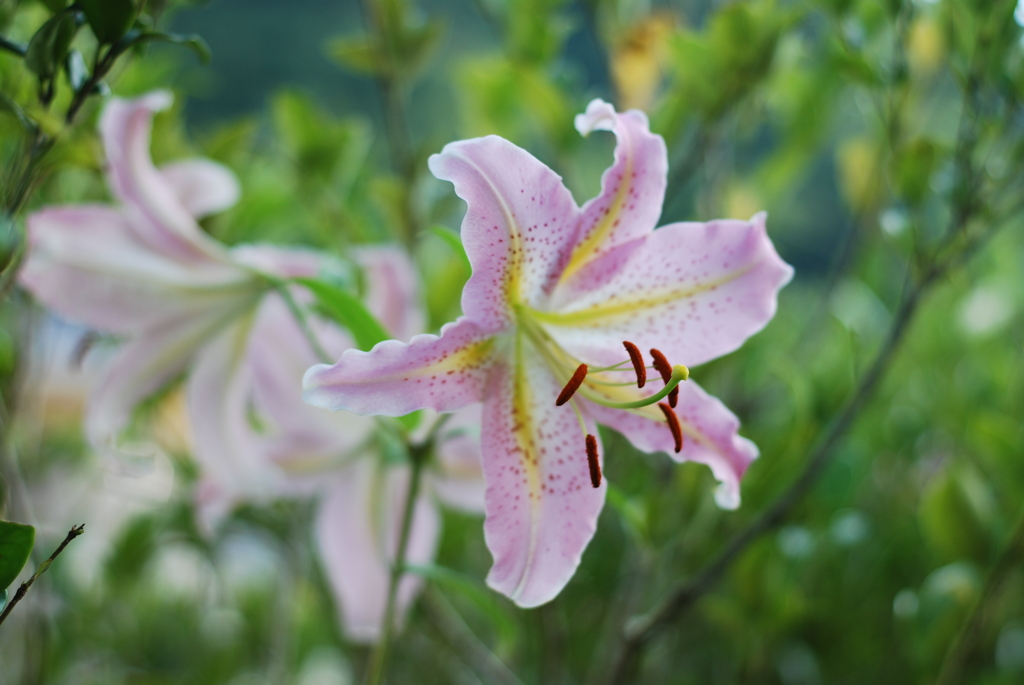 Ya(WP wSYB wPD wWS) V