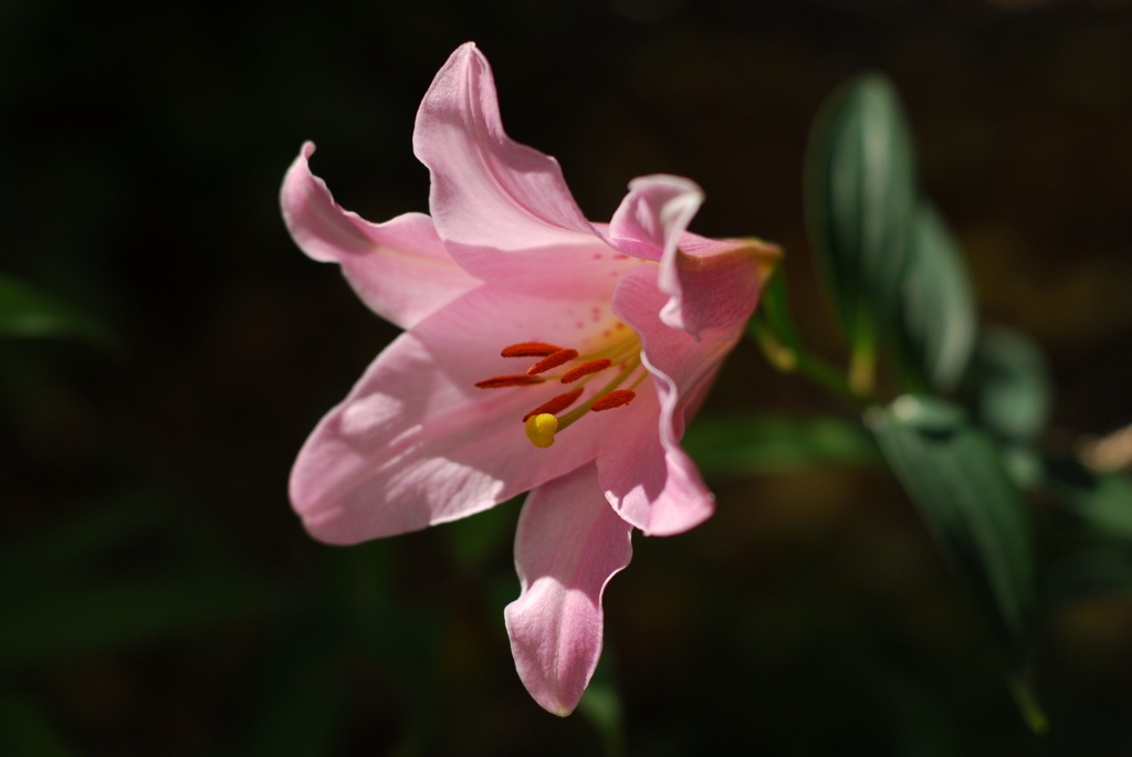 15(Ya+Ot)(WP w/oB wPD wWS) II