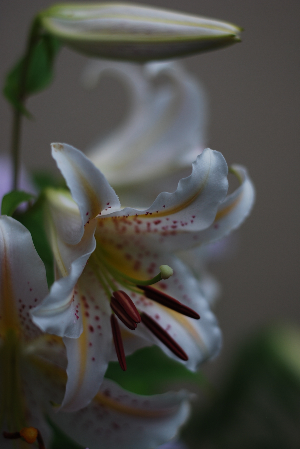 Ya(SP wYB wRD wWS) III