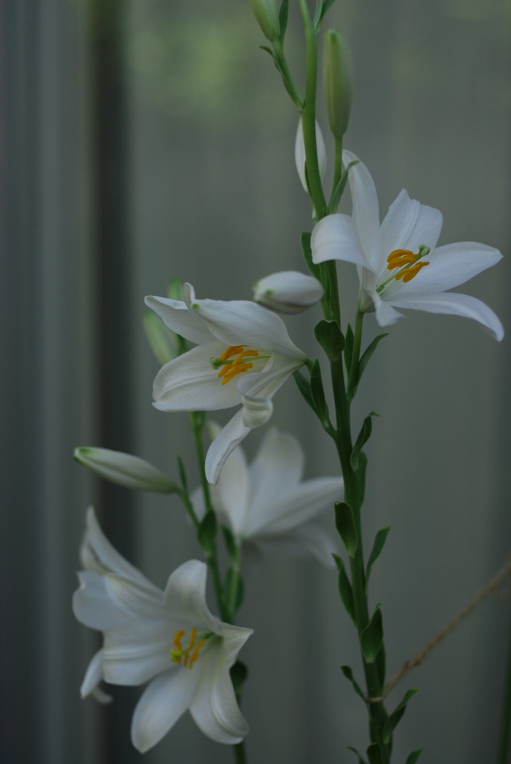 マドンナリリー II