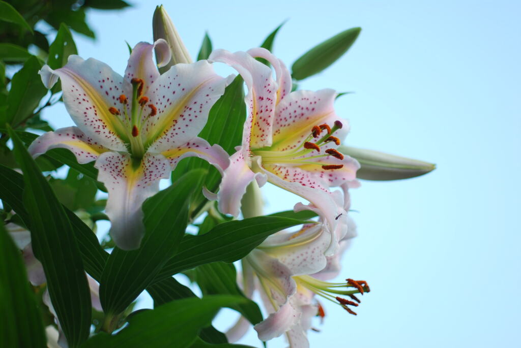 Ya(WP wYB wRD wRS) II