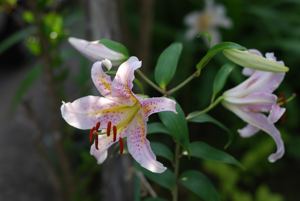 Ya(P wSYB wRD wRS) II