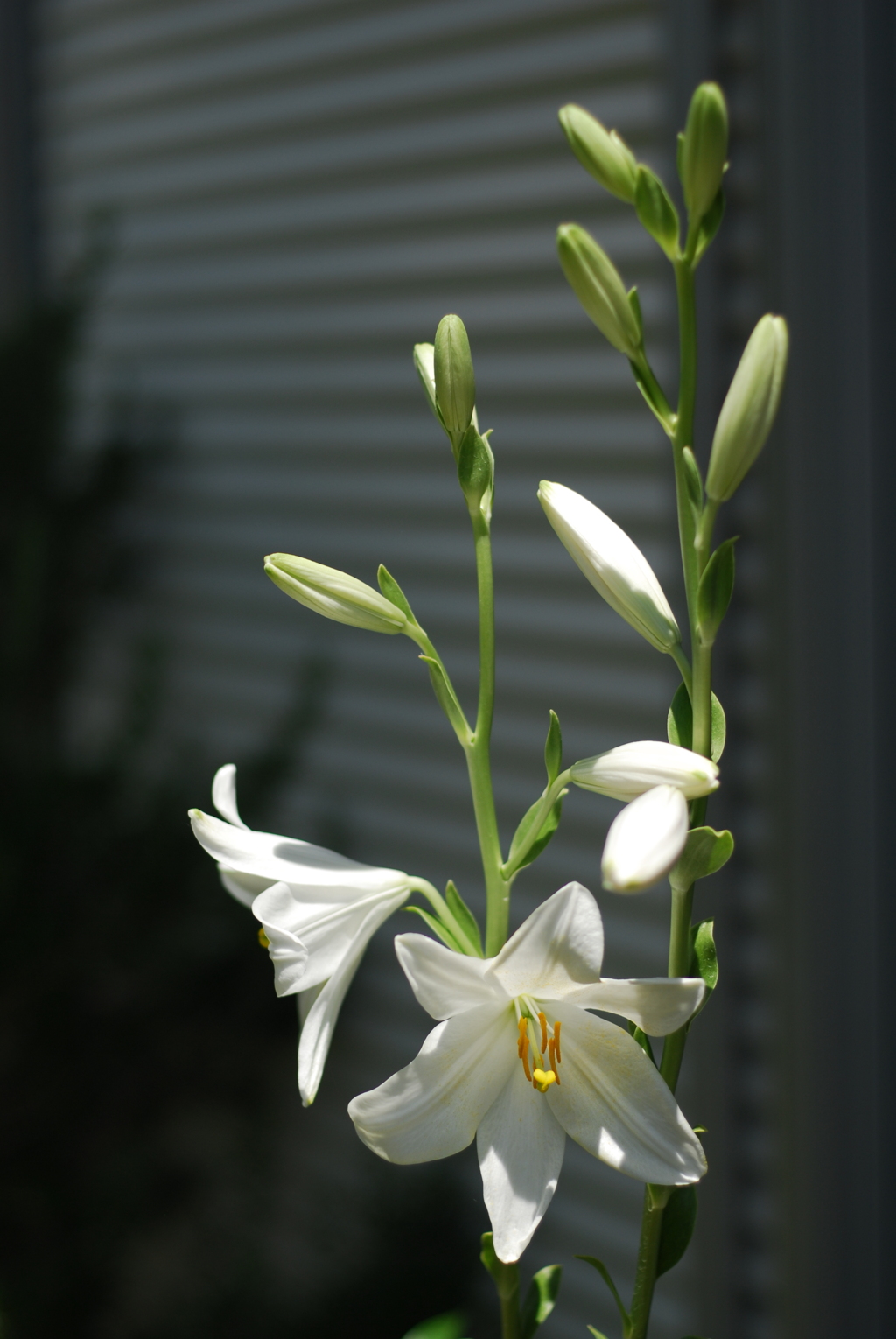 マドンナリリー IV