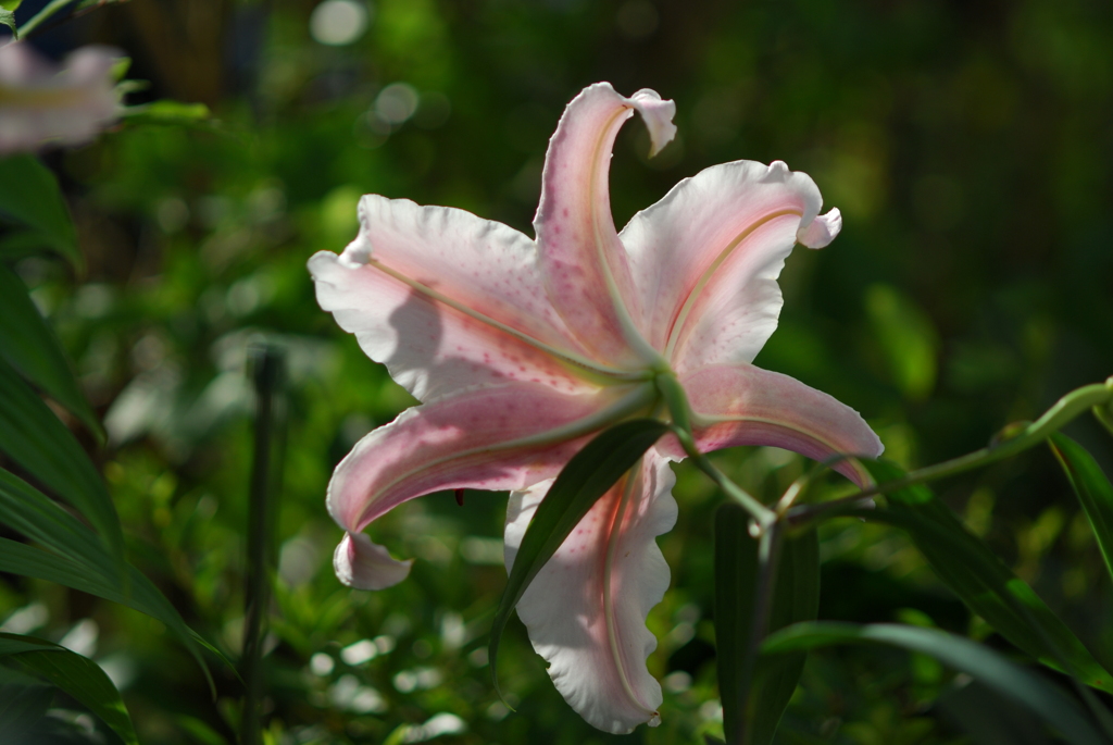 16(Ya(WR)+Ot)(PP wPB wPD wWS) II